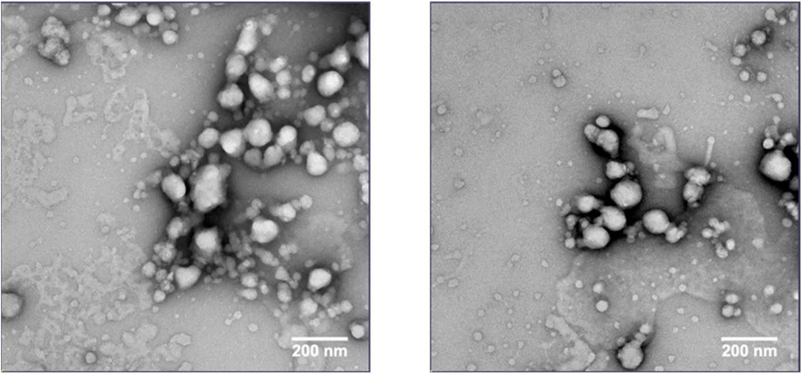 突破肽类高浓度制剂瓶颈 声共振技术实现稳定纳米悬浮